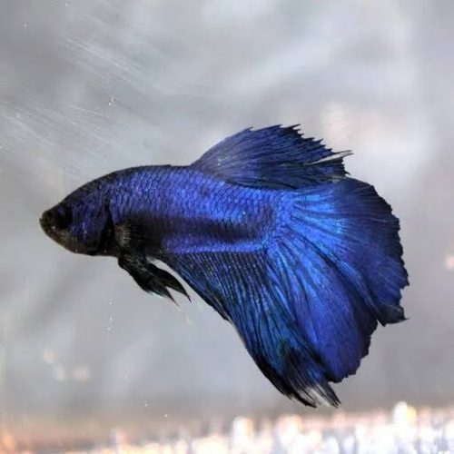 Fighter Fish : Leviosa