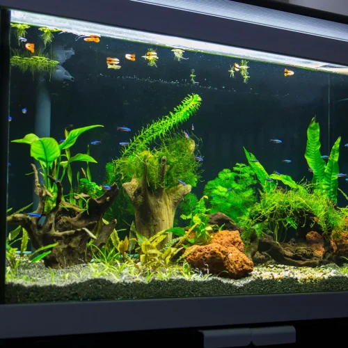 High Quality Brand New Crystal Clear Imported Fish Tank